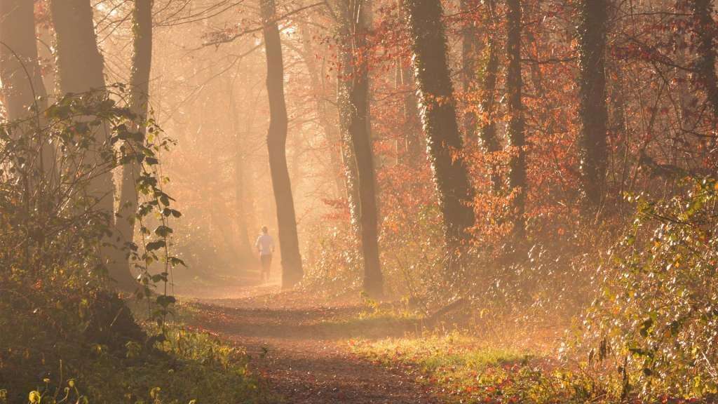 LG-Marienfeld Wald